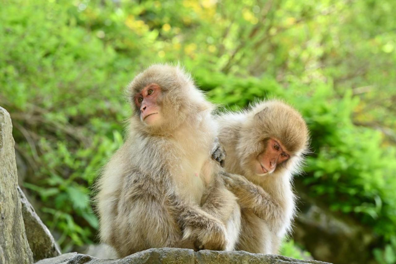 志賀高原オリンピックホテル 山ノ内町 エクステリア 写真